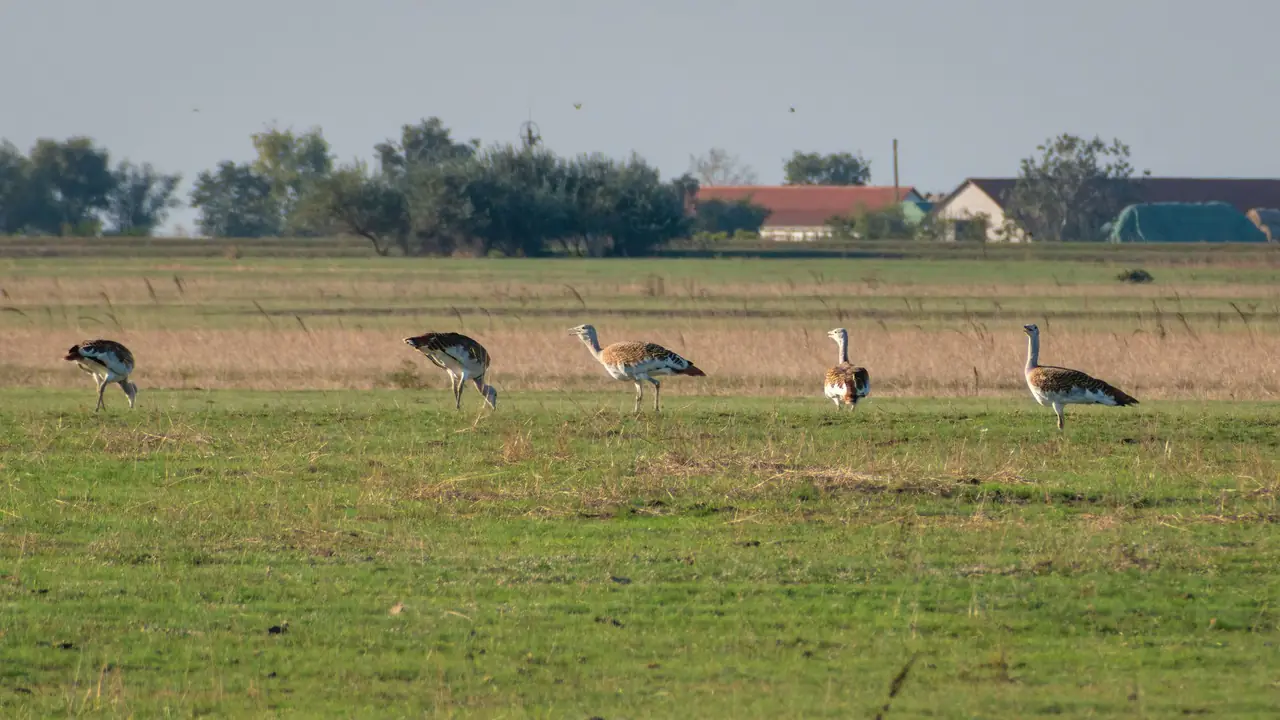 Two Great Indian Bustards Released Into Rajasthan's Desert National Park